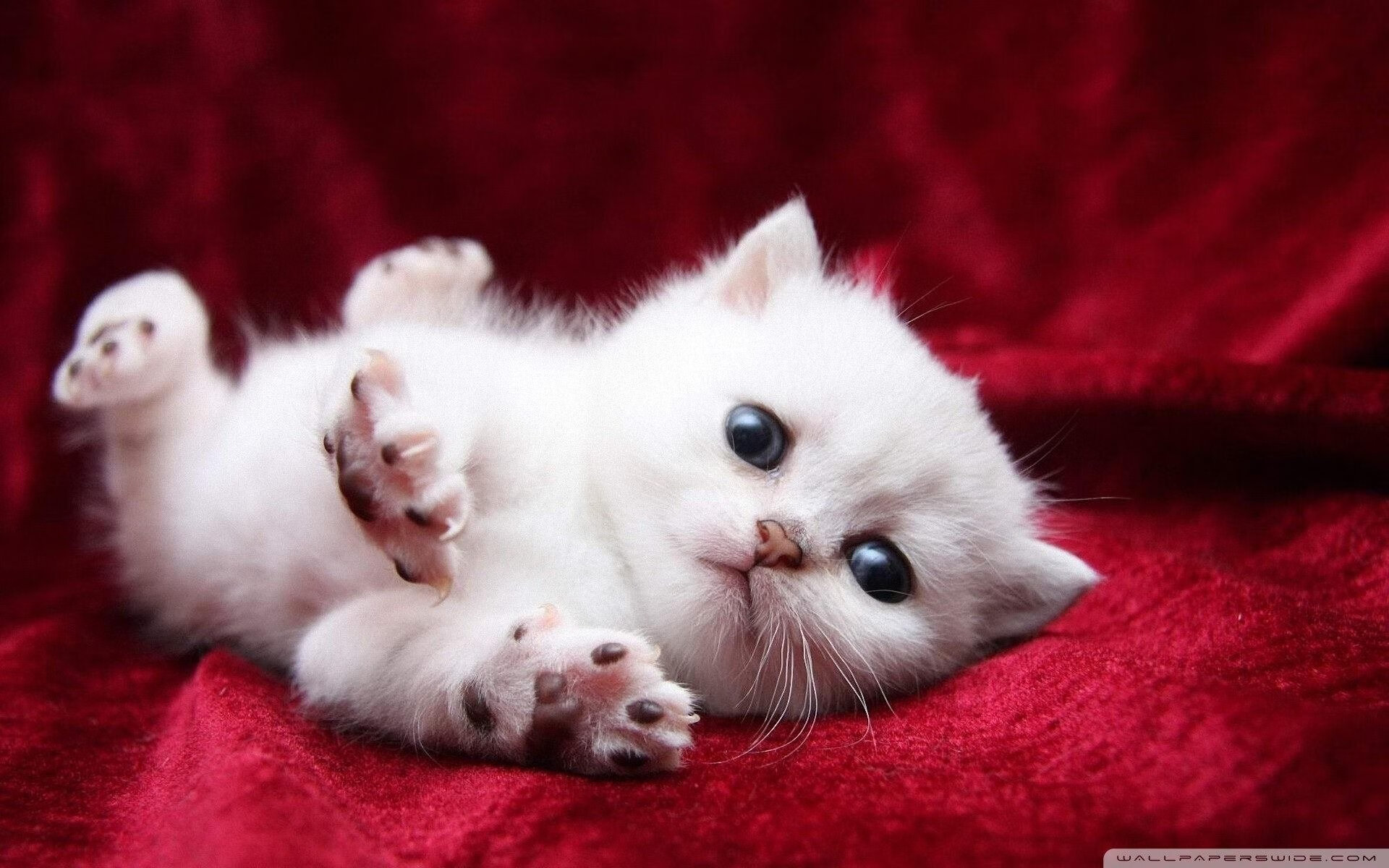 小角落里的大精彩：平民玩家也能参与的赛事