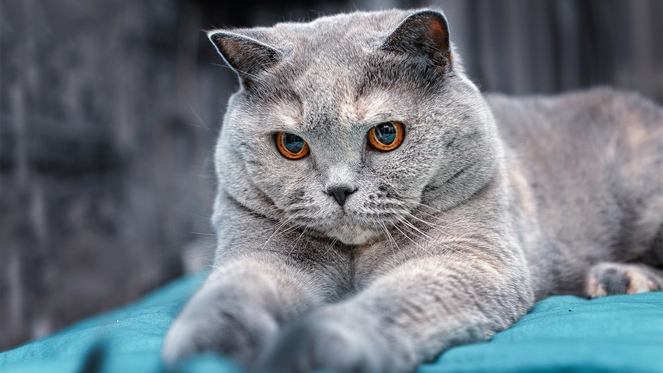 史诗级逆转:从落后到领先的经典瞬间